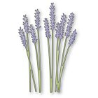 Memory Box Lavender Bouquet craft die    