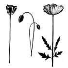 Lavinia Stamp Group Poppies