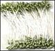 meeldraadjes 1 mm groen 144 stuks