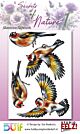 Studio EELZ Clear Stamps Secrets of Nature 1 Glamorous Goldfinch