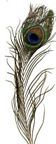Veer pauw 20-30 cm 1 ST