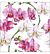 Servetten Elegant orchids white, 5 st
