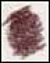 Derwent Coloursoft Potlood Loganberry