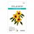 Spellbinders Black Eyed Susan Etched Dies (S2-376)
